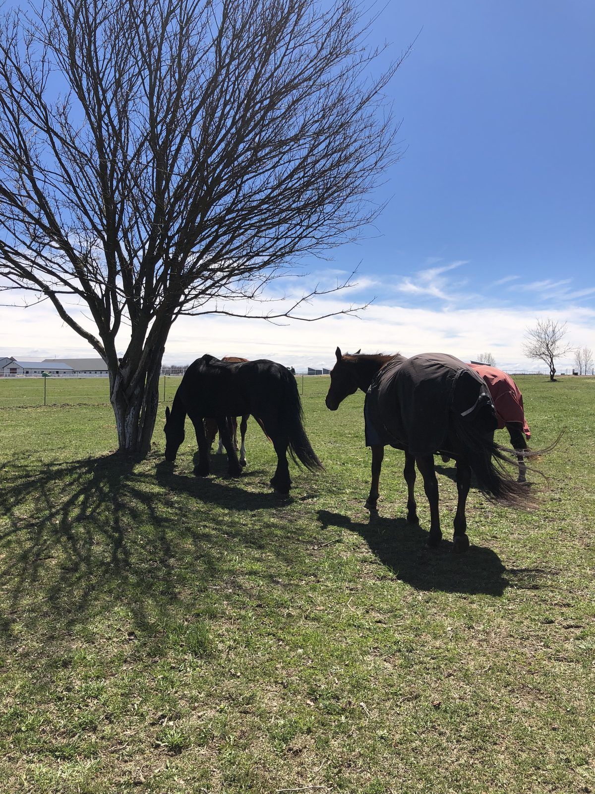 Horses grazing in pasture