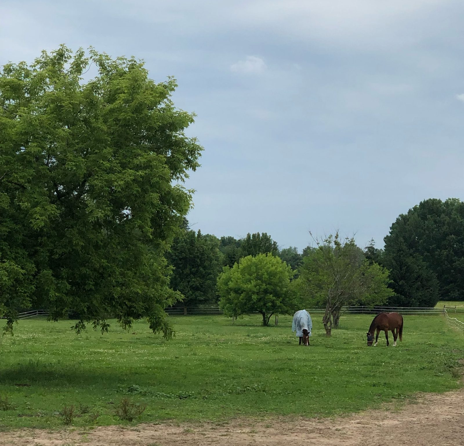 Horses in summer pasture