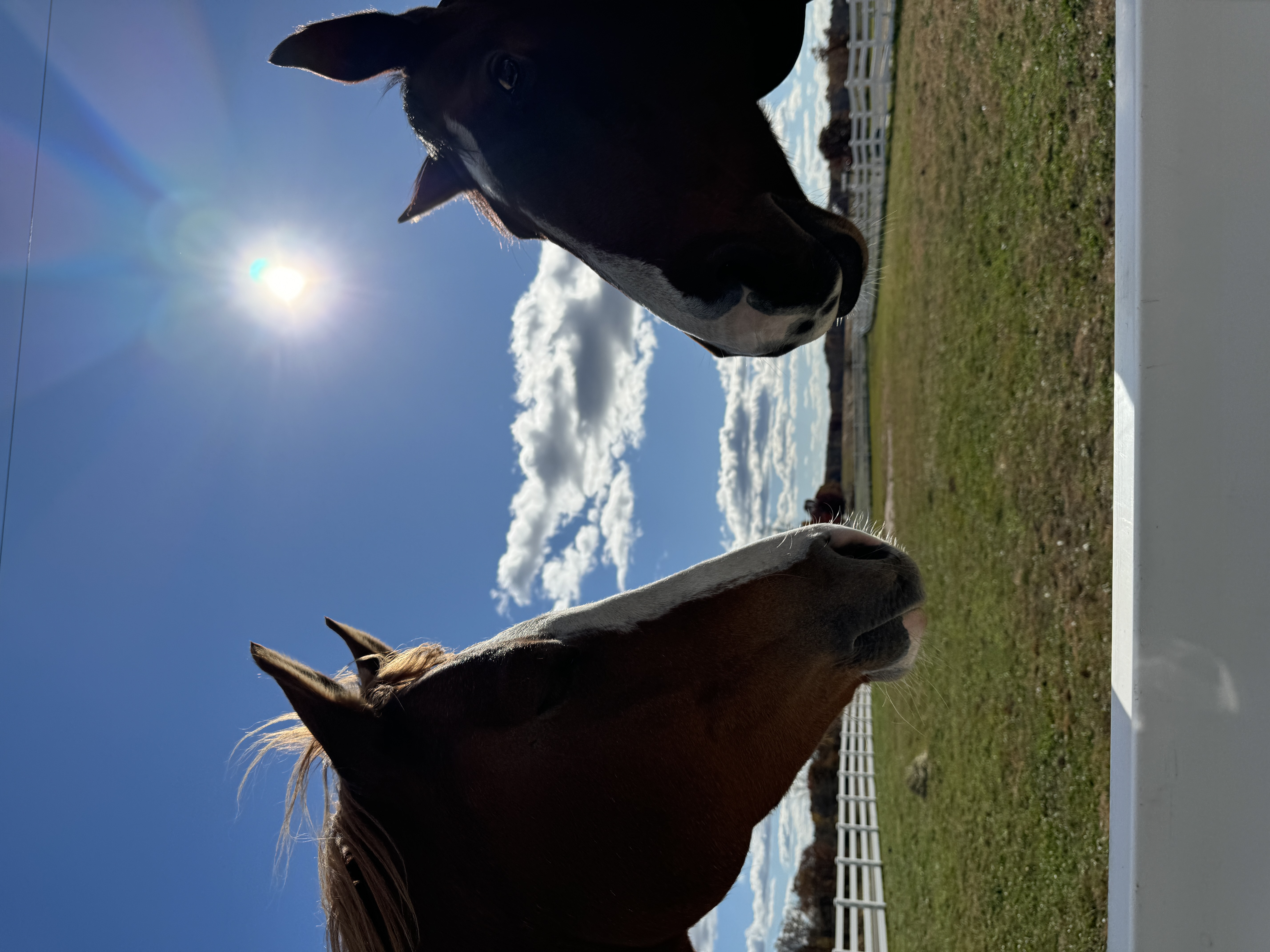 Horse in green pasture with fencing